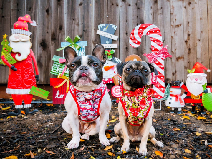 Christmas paisley dog harness
