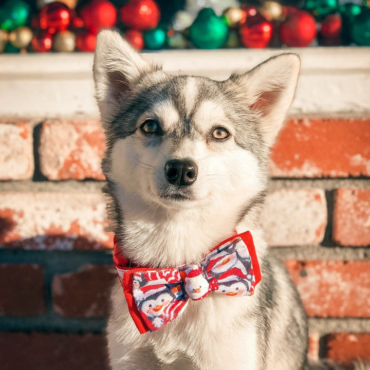 christmas penguin dog collar/ dog bow tie/ boy girl dog collar