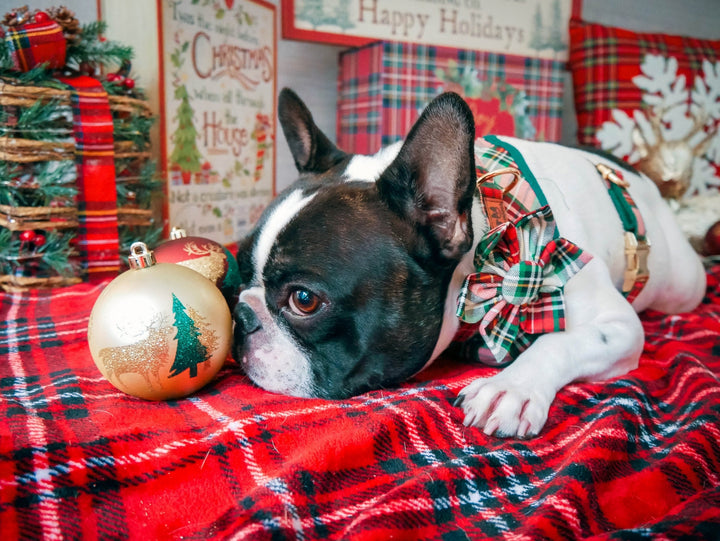 Christmas plaid dog collar leash set/ Girl collar and leash