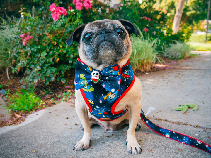 Galaxy Panda dog collar/ dog bow tie/ boy dog collar/ Blue red dog collar/ spaceship dog collar/ Cute Puppy collar/ small large dog collar