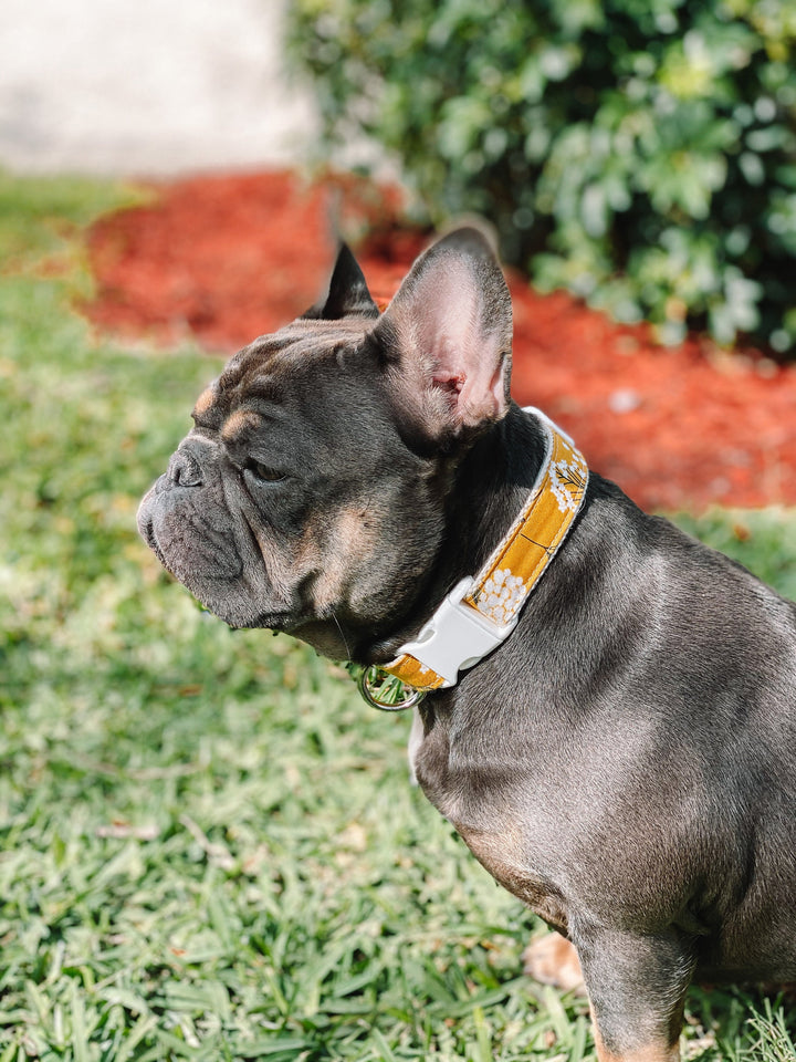 Girl dog collar/ Floral dog collar/ Fall Autumn dog collar/ small large dog collar/ female flower dog collar/ thanksgiving yellow dog collar