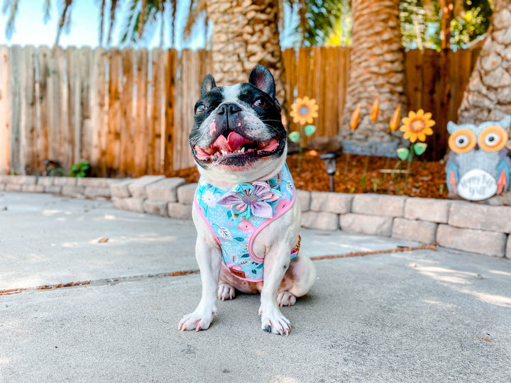 Floral dog harness vest/ girl flower dog harness/ turquoise dog harness/ small puppy harness/ female spring dog harness/ custom dog harness