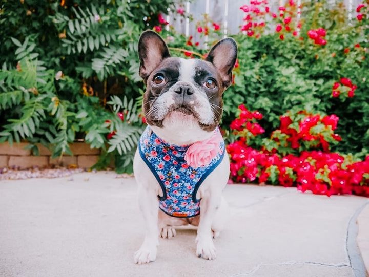 Rifle paper co floral dog harness leash set/ Girl Flower dog harness vest/ small medium dog Harness and leash/ custom dog lead and harness