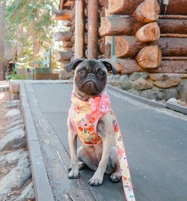 Floral dog harness vest/ girl dog harness/ yellow flower dog harness/ rose fabric dog harness/ custom medium dog harness/ small puppy harnes