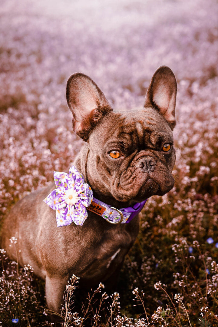 Purple Daisy dog flower collar leash set