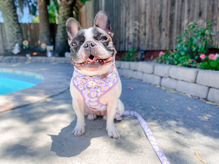 Purple Girl dog harness vest leash set, Flower dog collar set, French bulldog harness, Custom Medium Puppy Small dog harness collar leash
