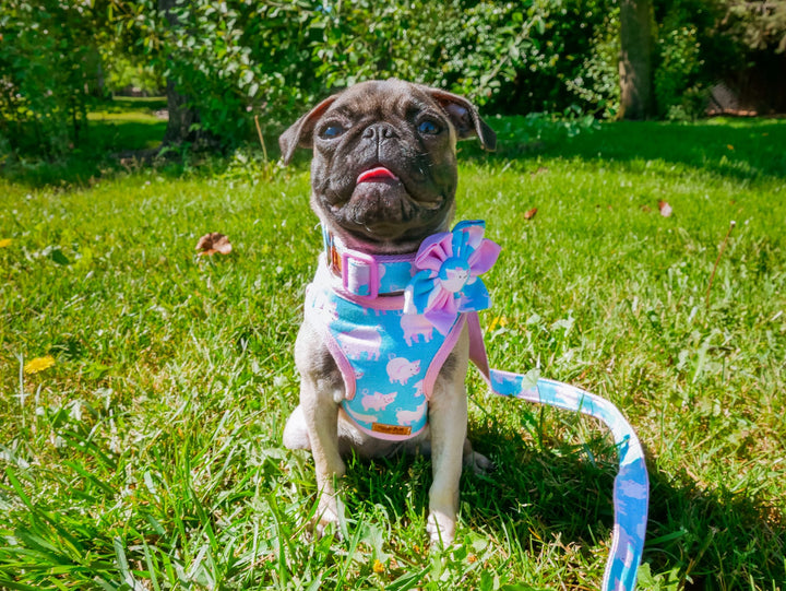 Girl boy Piggy dog harness leash set/ cute blue pink dog harness and leash