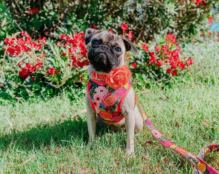 girl flower dog harness/ Rifle paper co/ custom floral harness vest/ Black Small medium dog harness/ summer puppy harness/ soft boho harness