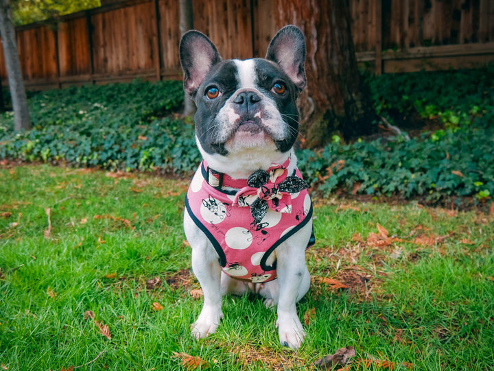 girl French bulldog harness/ pink polka dot dog harness/ Frenchie harness/ Custom medium dog harness/ Small puppy harness/ boston terrier