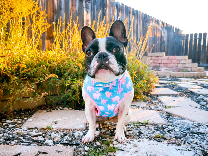 Girl boy Piggy dog harness leash set/ cute blue pink dog harness and leash