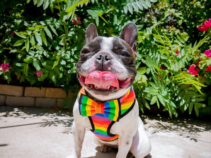 Rainbow dog collar leash set/ girl boy dog collar bow tie