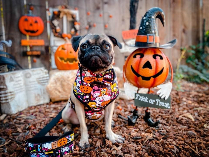 Halloween dog collar bow tie/ boy girl dog collar