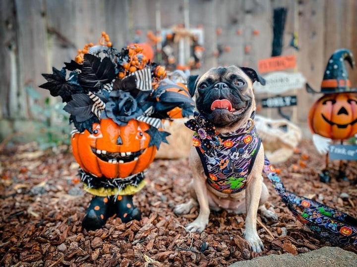 Purple Halloween dog harness - nightmare