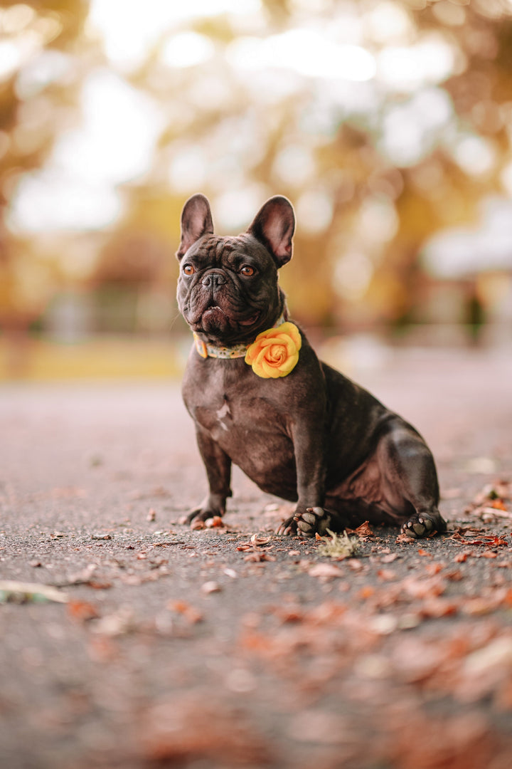 dog flower collar leash set - Rosa Yellow