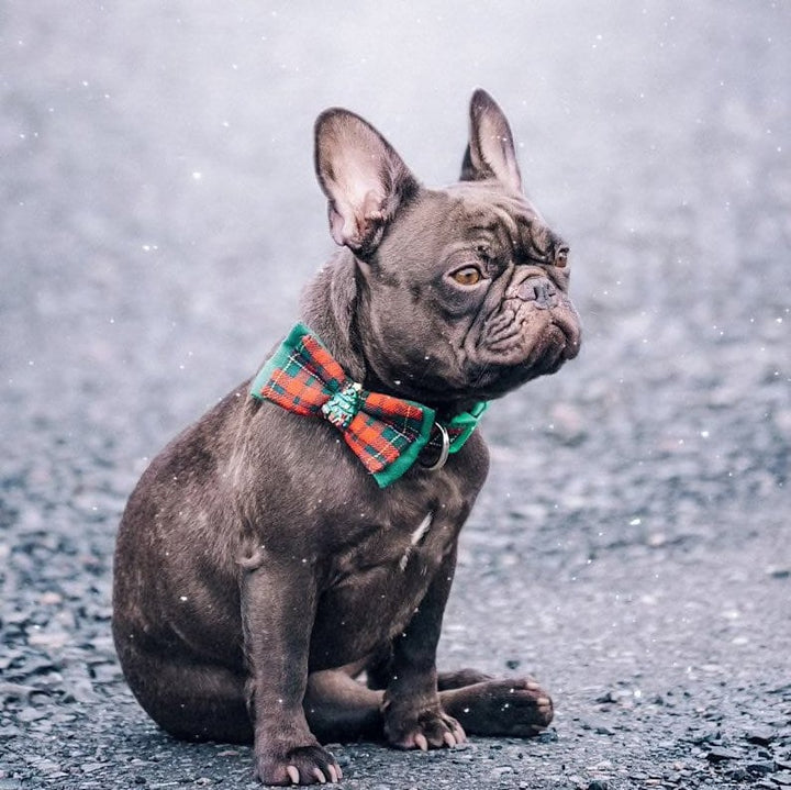 Christmas plaid dog collar leash set/ boy dog collar bow tie