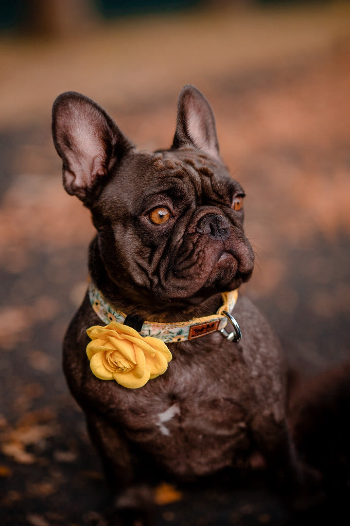 dog flower collar leash set - Rosa Yellow
