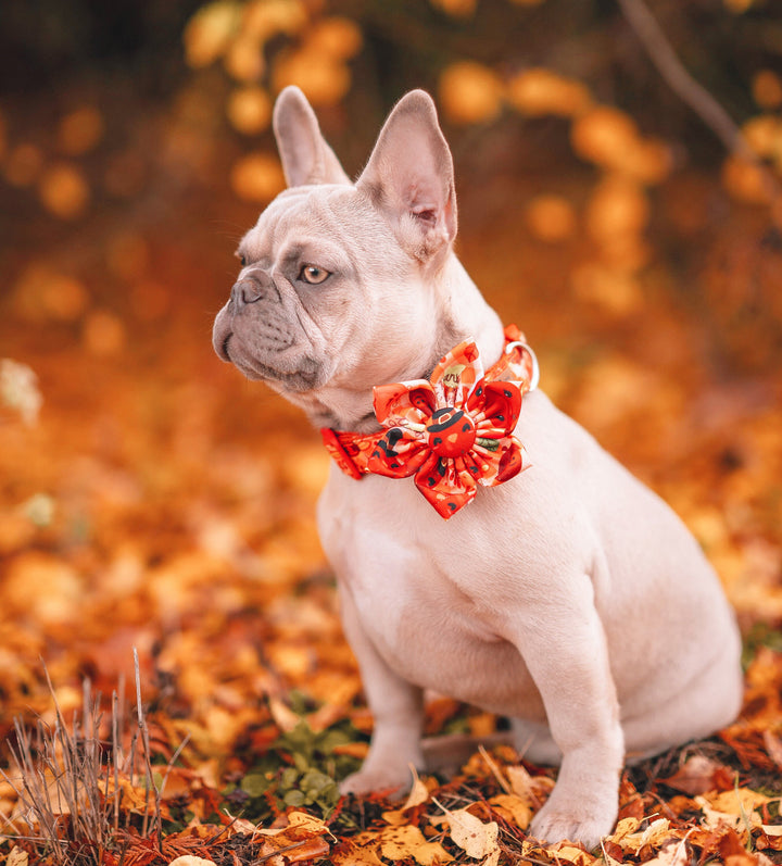 Thanksgiving dog collar with flower - plaid turkeys