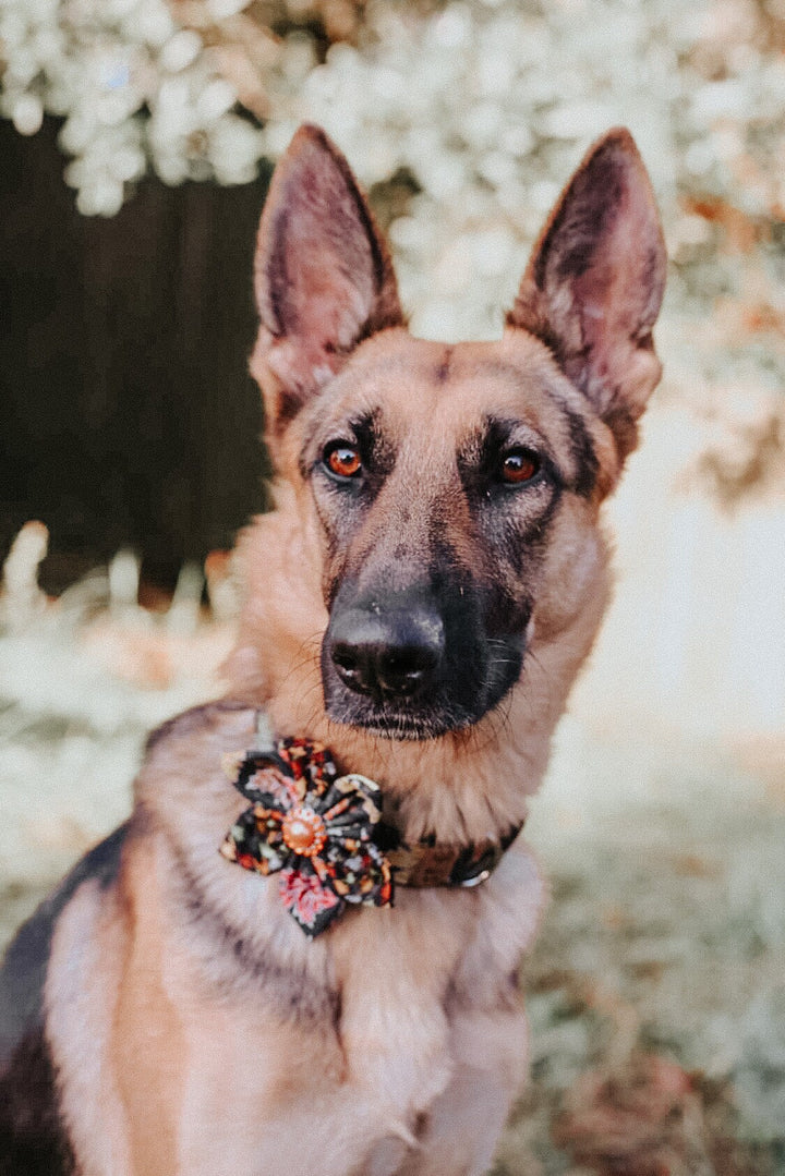 Dog collar with flower - Autumn leaves