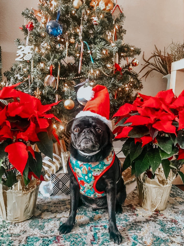 Christmas dog harness - Christmas baby