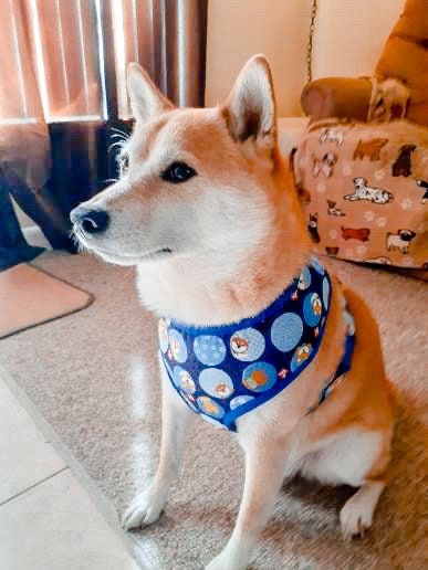 Shiba dog harness/ Blue Boy dog harness vest/ fox dog harness/ custom Puppy harness, Japanese fabric dog harness, Small medium dog harness