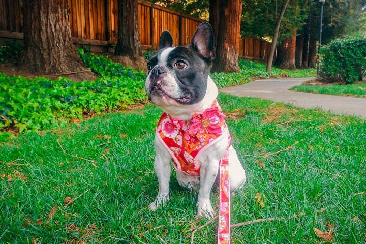 floral girl dog harness vest/ Japanese kimono flower dog harness/ custom puppy harness/ small medium dog harness/ pink fabric harness