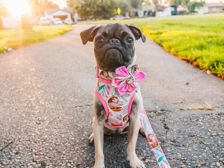 Sloth floral dog harness leash set/ girl flower dog harness vest/ cute puppy dog harness lead/ small medium dog harness/ soft fabric harness