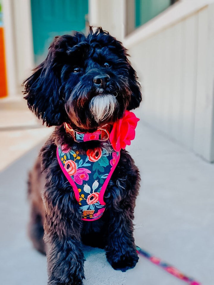 Floral girl dog harness set/ girl flower dog harness Vest/ rifle paper co/ small puppy dog harness leash/ designer medium dog lead harness