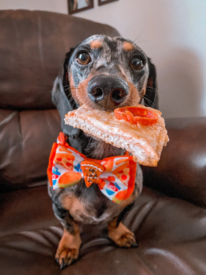 Pizza boy dog collar bow tie/ small large dog collar/ cute designer dog collar/ puppy fabric collar/ food hamburger fries collar