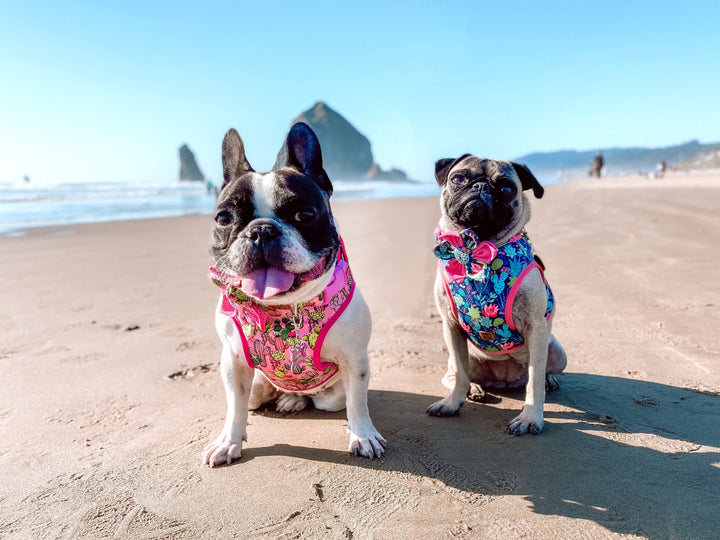 Succulent Cactus dog harness vest/ girl pink dog harness/ floral custom dog harness/ custom small puppy dog harness/ boho female harness