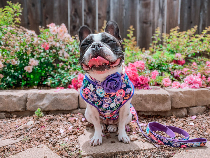 Purple rose flower dog harness leash set/ girl floral dog harness vest/ custom female dog harness and lead/ small puppy medium dog harness