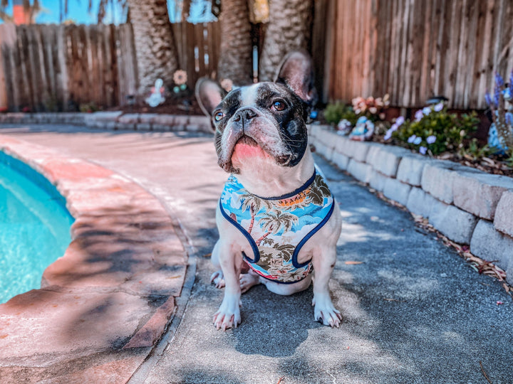 Tropical beach dog harness vest/ Summer boy dog harness/ Boho fun dog harness/ Small Girl harness/ custom puppy harness/ blue harness
