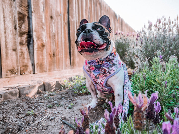 cute Mermaid dog harness and leash set/ Girl purple dog harness vest/ custom pink dog lead and harness/ small medium puppy dog harness