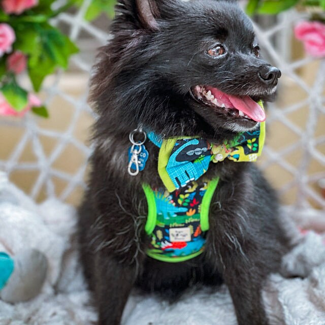 Dinosaur Dog harness vest/ Custom Boy dog harness/ small medium dog harness/ cute puppy harness/ soft fabric dog harness