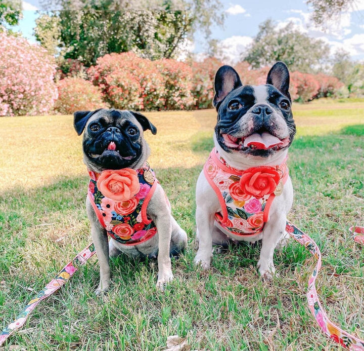 Girl floral dog harness set/ rifle paper co dog harness and leash/ pink flower dog lead and harness/ custom soft designer dog harness vest