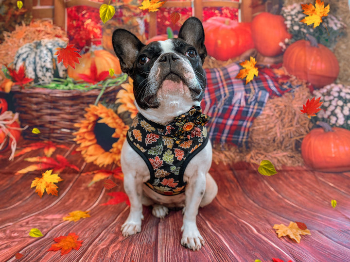 Thanksgiving dog harness - glitter autumn leaves