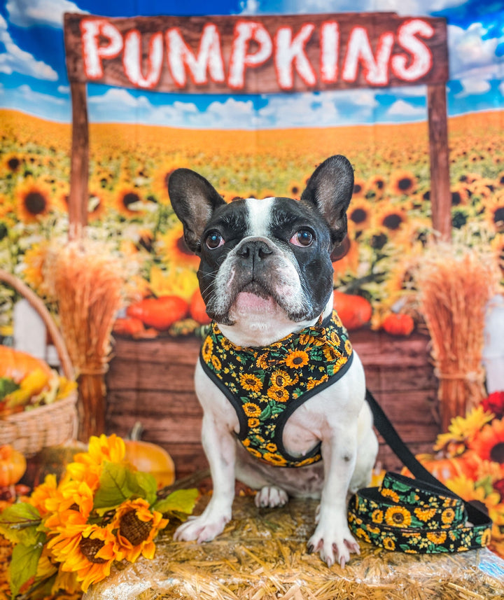 Thanksgiving Dog harness - Sunflowers