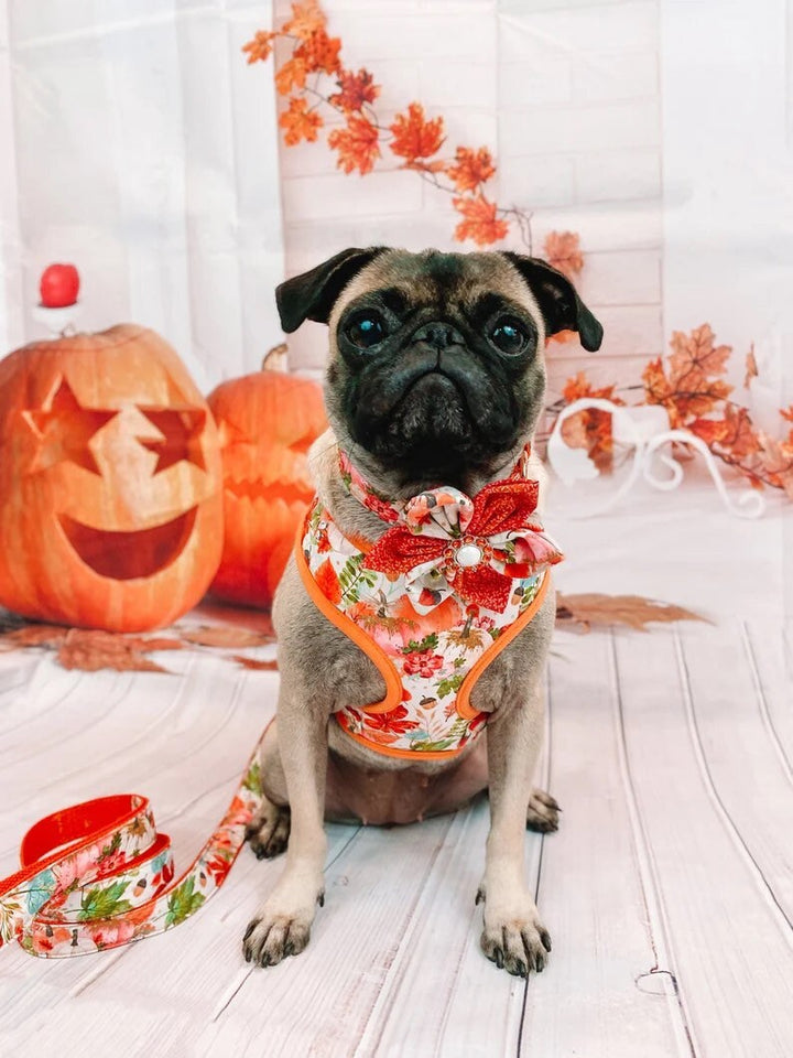 Dog harness set - watercolor autumn
