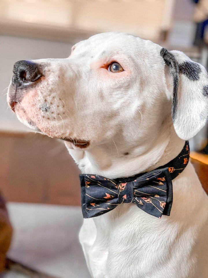 valentine dog collar with bow tie - Glitter Arrows