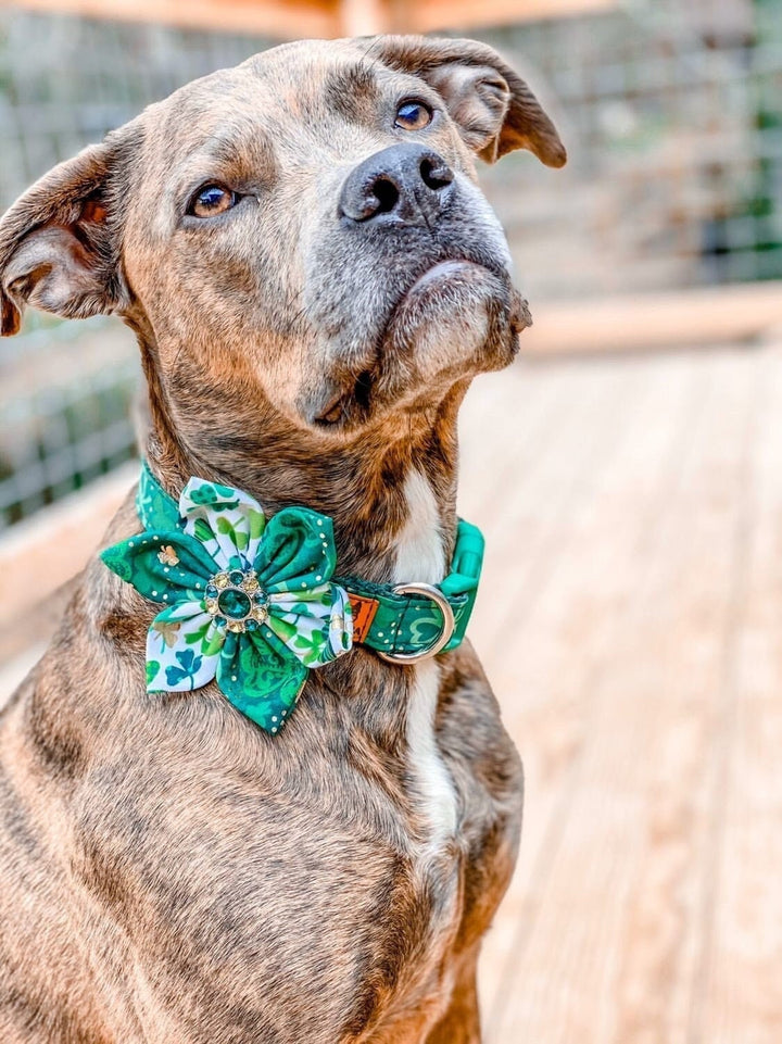 St Patrick dog collar Flower/ girl dog collar/ paisley shamrock dog collar/ small large dog collar/ Green clover dog collar/ holiday collar