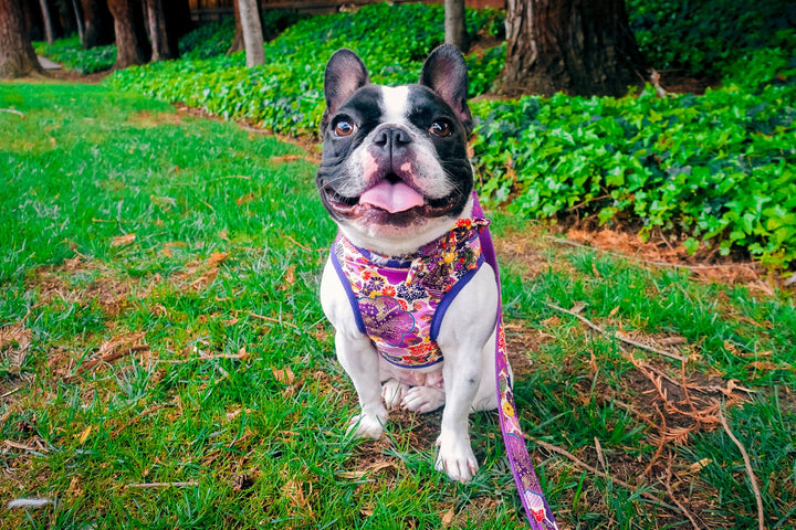 Purple Girl dog harness vest, Floral small dog harness, Puppy harness, Kimono Flower dog harness, Daisy medium dog harness, new dog gift