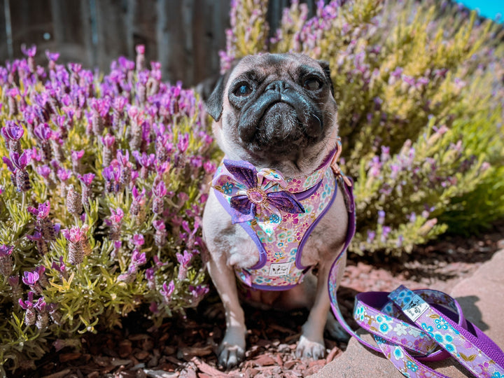 purple girl floral dog harness vest/ Japanese kimono flower dog harness/ cherry blossom female harness/ small medium puppy glitter harness