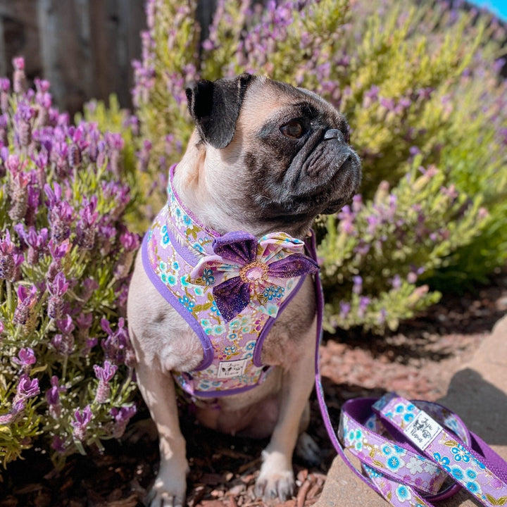 Dog flower collar leash set - Purple Sakura