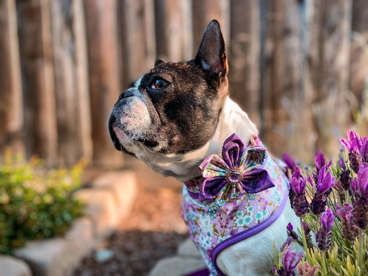 Dog flower collar leash set - Purple Sakura