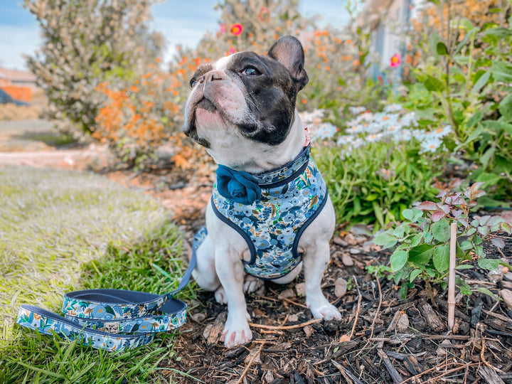 Dog collar with flower - Garden party blue