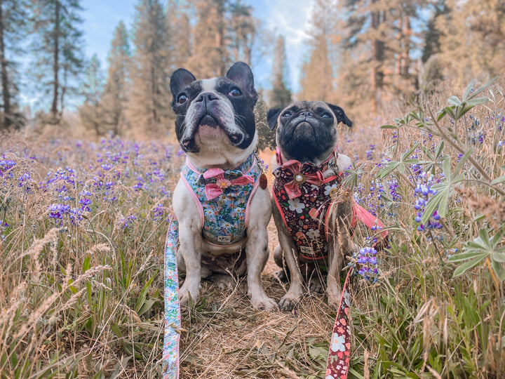 Rifle paper co daisy floral dog harness leash set/ Girl Flower dog harness vest/ small medium dog Harness and lead/ custom dog harness