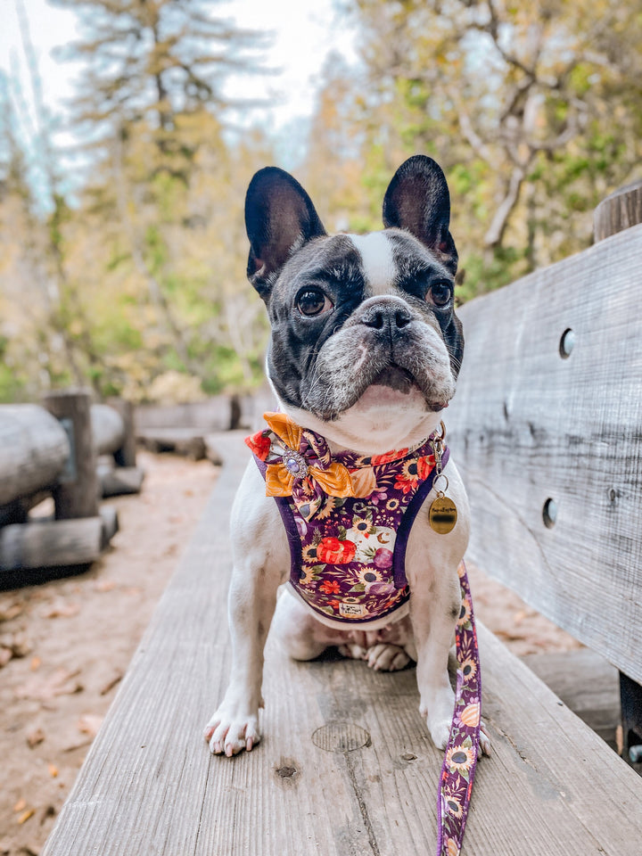 Autumn Flower dog collar leash set/ girl floral dog collar