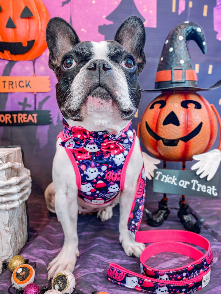 Halloween dog harness set - ghost haunted house