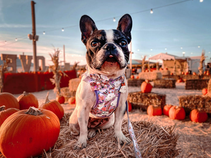 Halloween dog collar with flower - retro ghost party