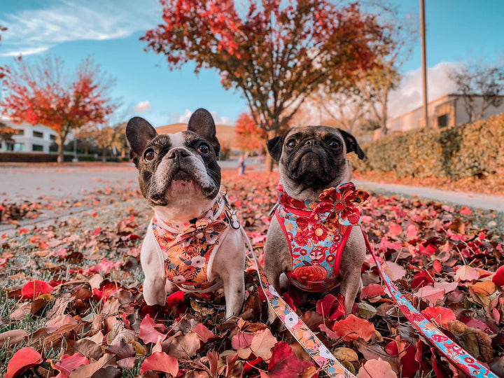 Dog harness - Autumn Squirrel and pumpkins