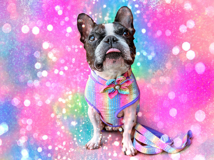 dog collar with flower - rainbow dots